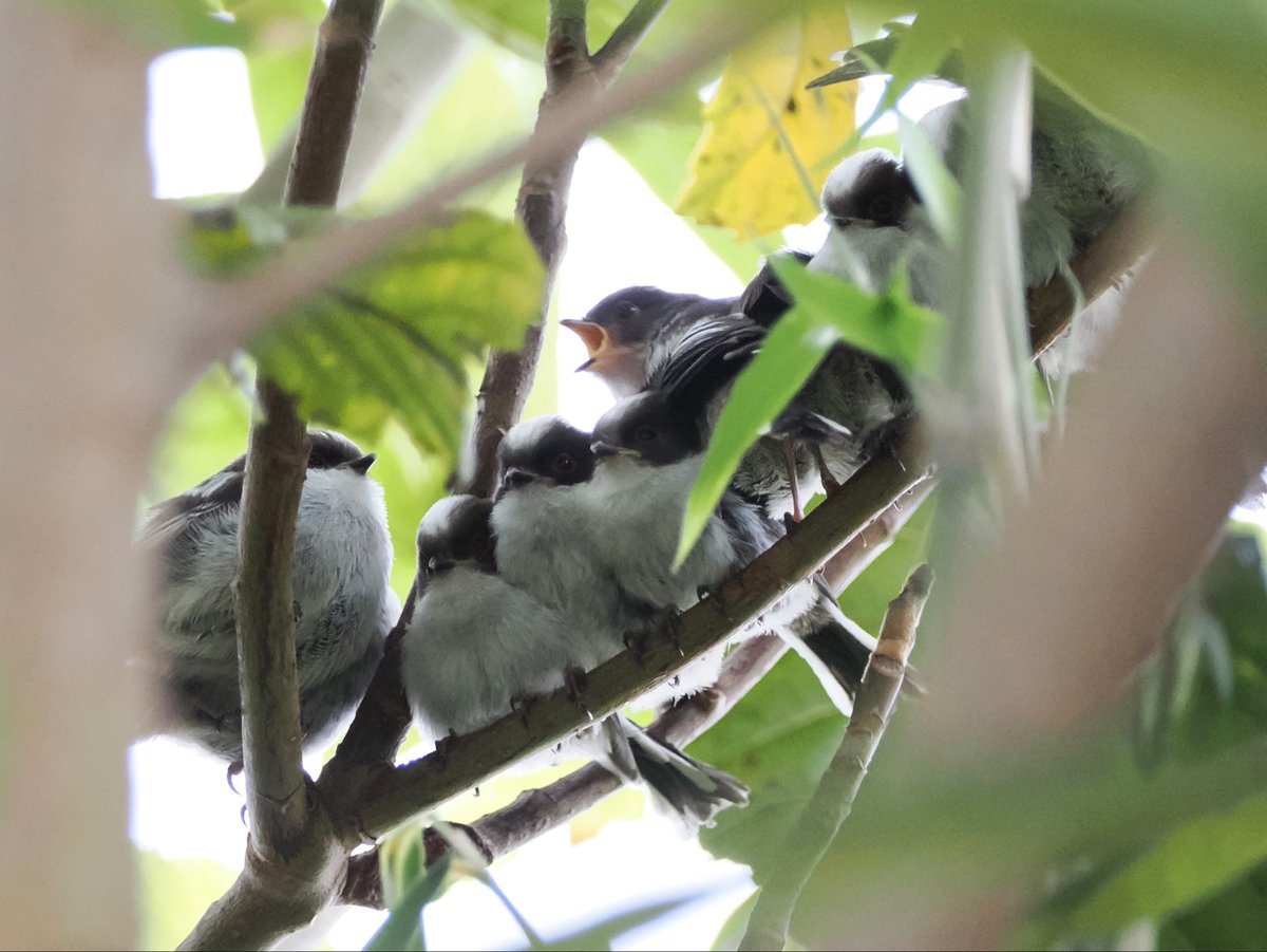 ええええ近所でエナガ巣立ったようだーーー！
みるみる集まってエナガ団子にぃいい😭可愛いいい😭