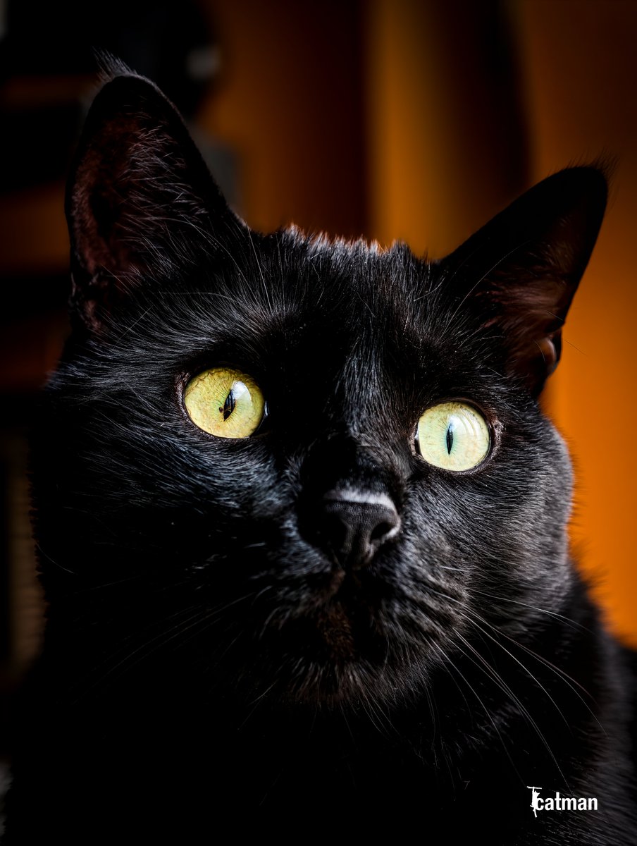 NiğdeFotoSafari tweet media