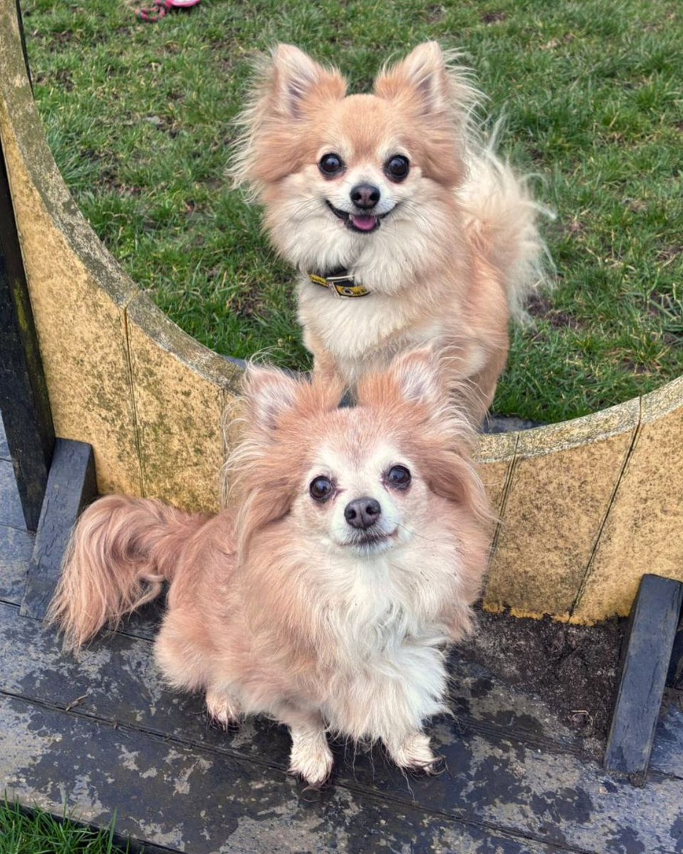 DT_WestCalder's tweet image. Play date at the puppy park!🐶💛

The paddocks are super muddy right now, which means extra fun for rolling around!😆 

Get in touch to find out about Joe and Amy today🐾

@dogstrust
#adoptdontshop
#adogisforlife
#dogstrustwestcalder