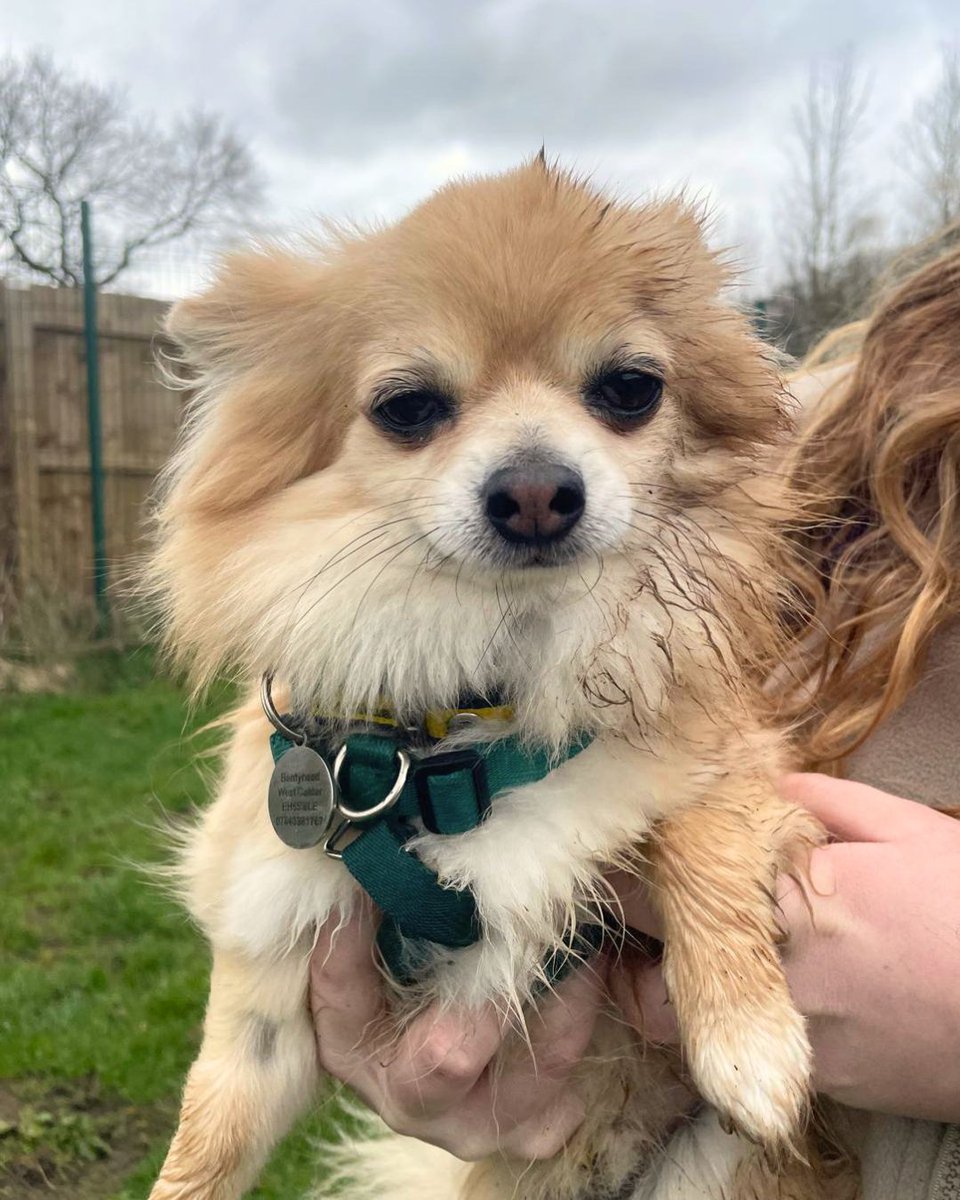 DT_WestCalder's tweet image. Play date at the puppy park!🐶💛

The paddocks are super muddy right now, which means extra fun for rolling around!😆 

Get in touch to find out about Joe and Amy today🐾

@dogstrust
#adoptdontshop
#adogisforlife
#dogstrustwestcalder