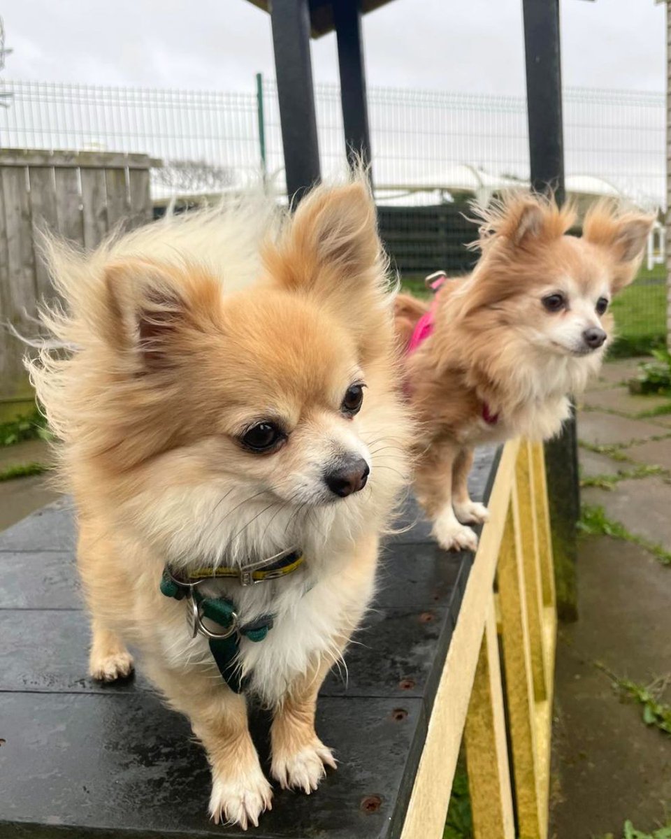 DT_WestCalder's tweet image. Play date at the puppy park!🐶💛

The paddocks are super muddy right now, which means extra fun for rolling around!😆 

Get in touch to find out about Joe and Amy today🐾

@dogstrust
#adoptdontshop
#adogisforlife
#dogstrustwestcalder