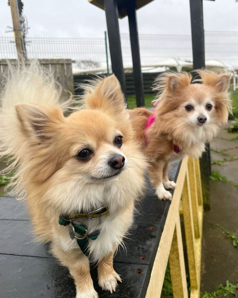 DT_WestCalder's tweet image. Play date at the puppy park!🐶💛

The paddocks are super muddy right now, which means extra fun for rolling around!😆 

Get in touch to find out about Joe and Amy today🐾

@dogstrust
#adoptdontshop
#adogisforlife
#dogstrustwestcalder
