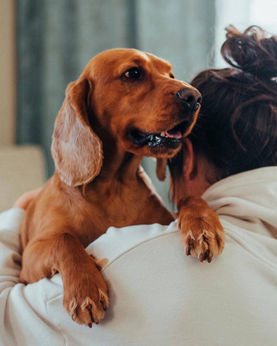 Canine Concern CIO tweet media