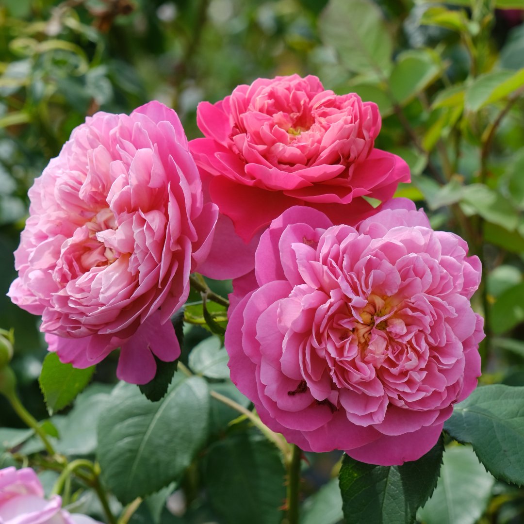 David Austin Roses tweet media