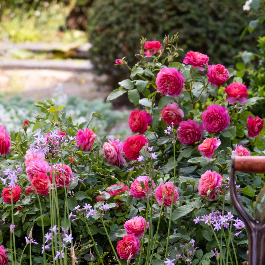 David Austin Roses tweet media