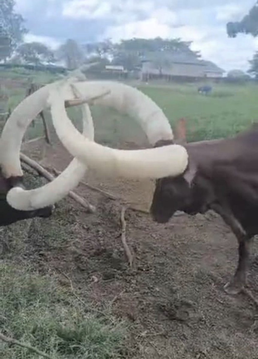 isaac omugina tweet media