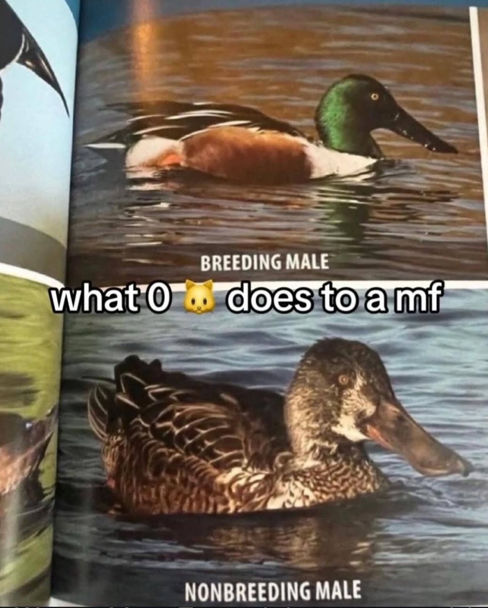 Braindead Bird App tweet media