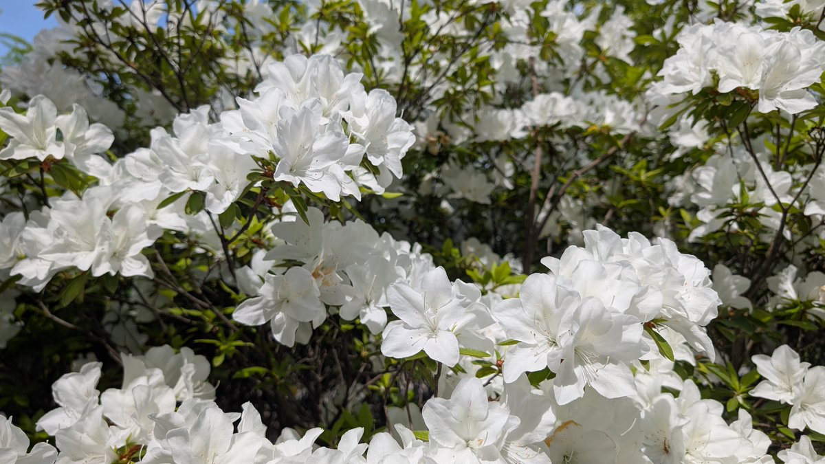 かち乃ちのら　イラストレーター tweet media