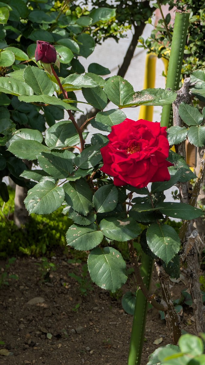 かち乃ちのら　イラストレーター tweet media