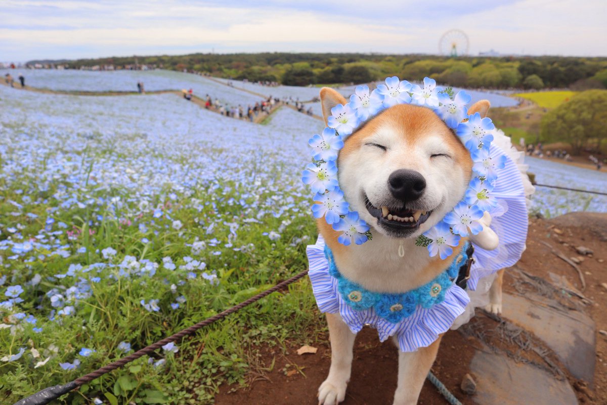 柴犬ロコ tweet media