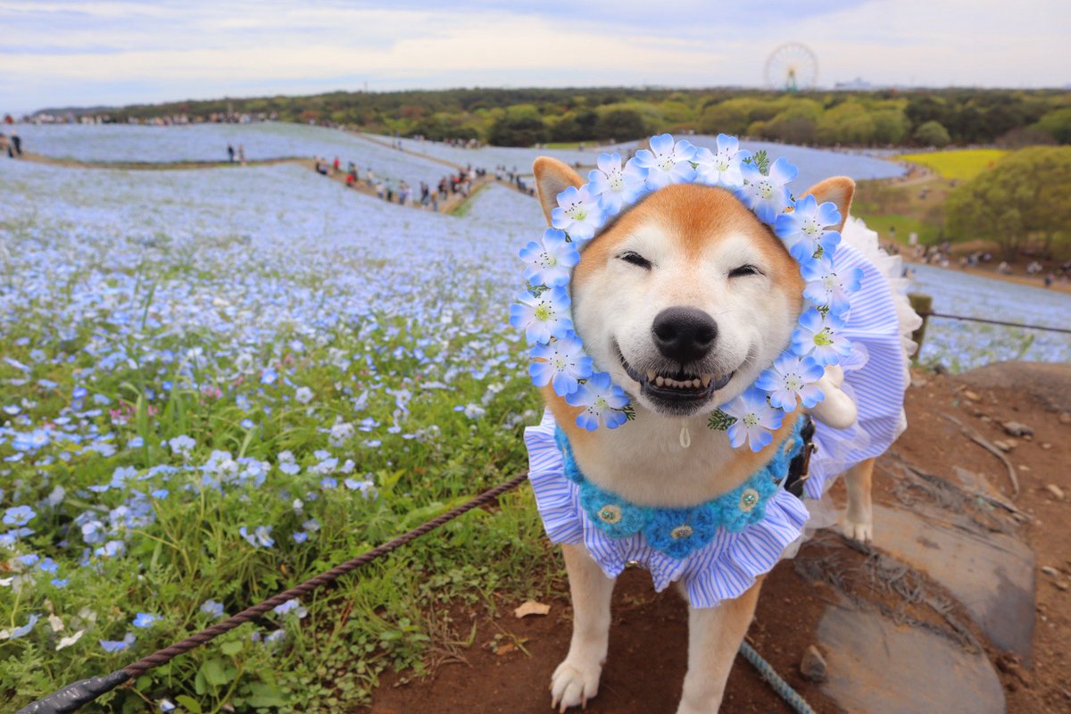 柴犬ロコ tweet media