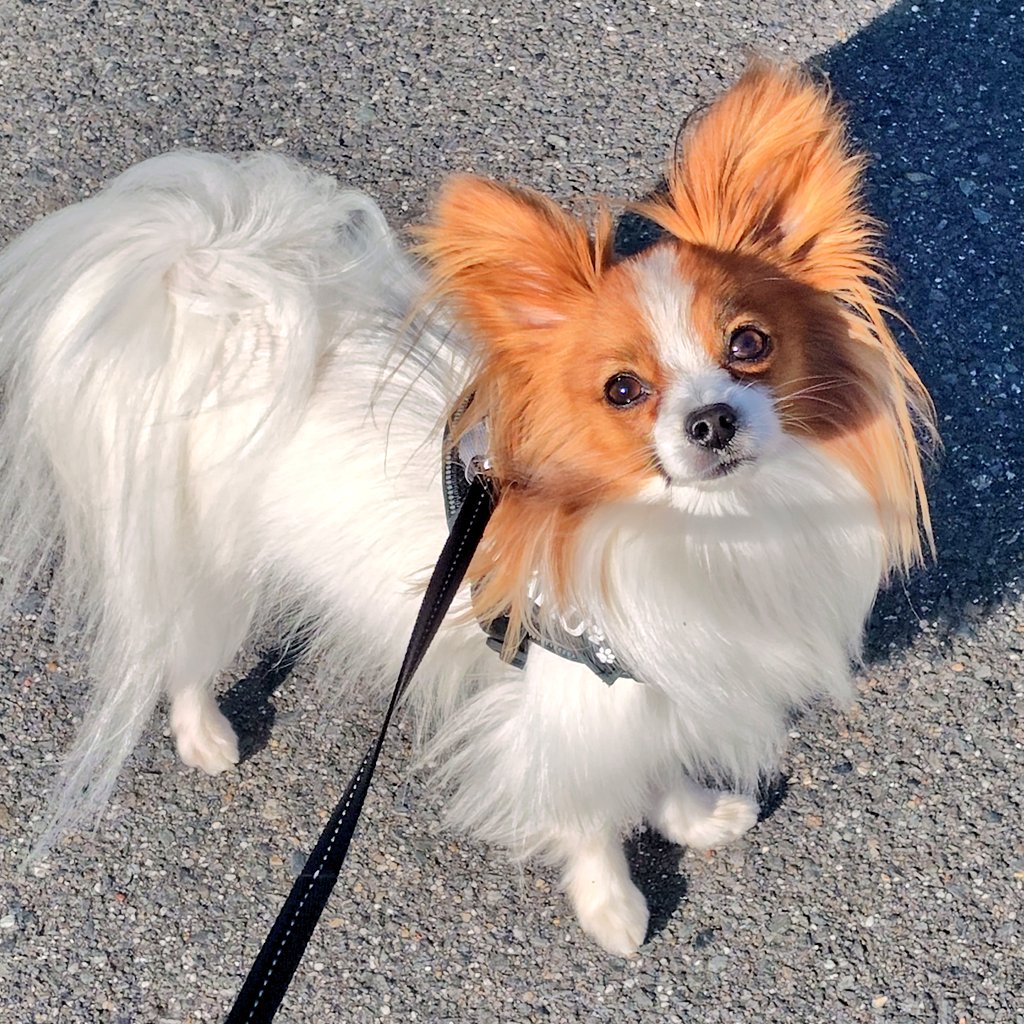 ちびパピ🐾珀 tweet media