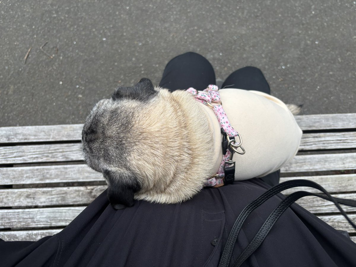 asazoug's tweet image. お散歩娘(U ･ㅊ･)
すごいつまんなそうな顔してるけど😂😅なずはお散歩大好き〜

#パグ #犬好き #pug #犬との生活 #犬との暮らし