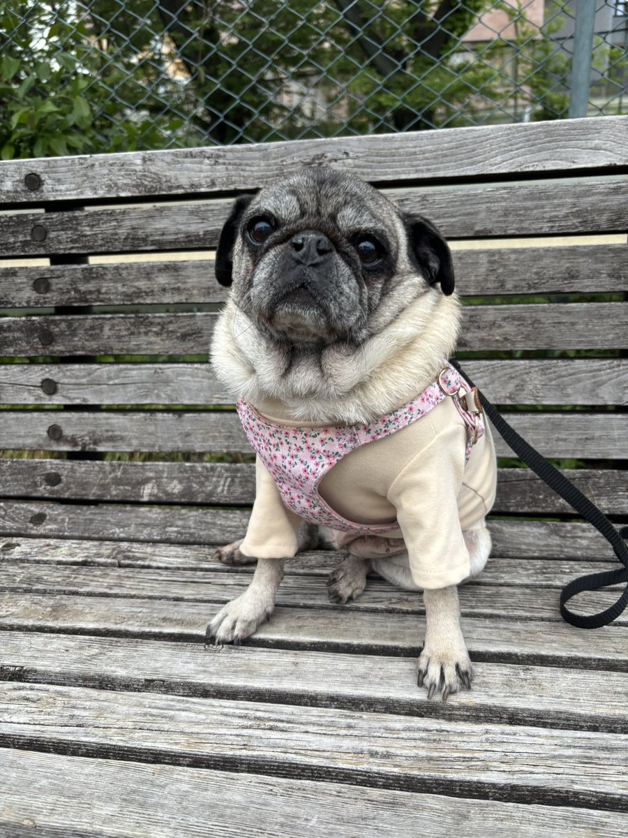 asazoug's tweet image. お散歩娘(U ･ㅊ･)
すごいつまんなそうな顔してるけど😂😅なずはお散歩大好き〜

#パグ #犬好き #pug #犬との生活 #犬との暮らし