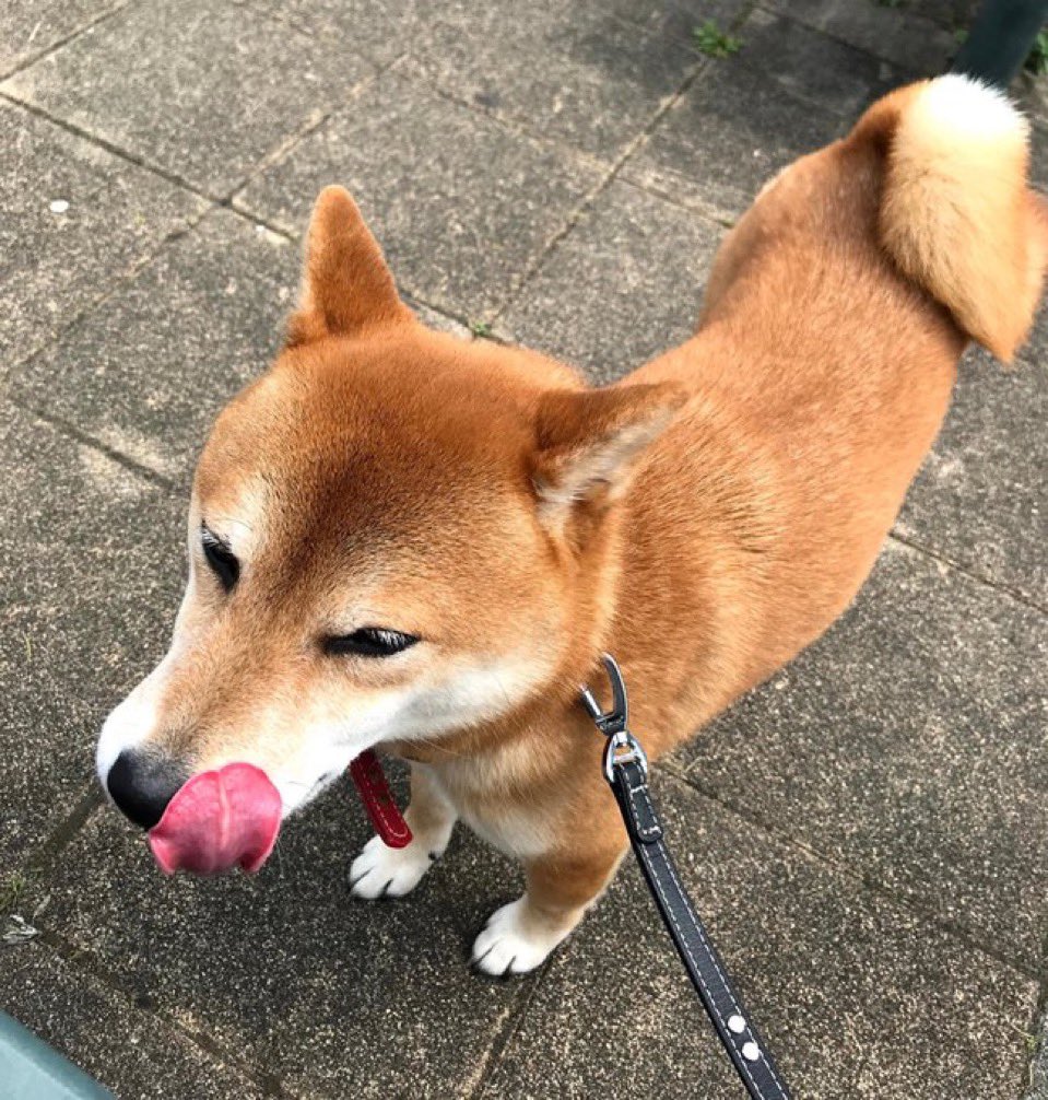 ミント⭐️ tweet media