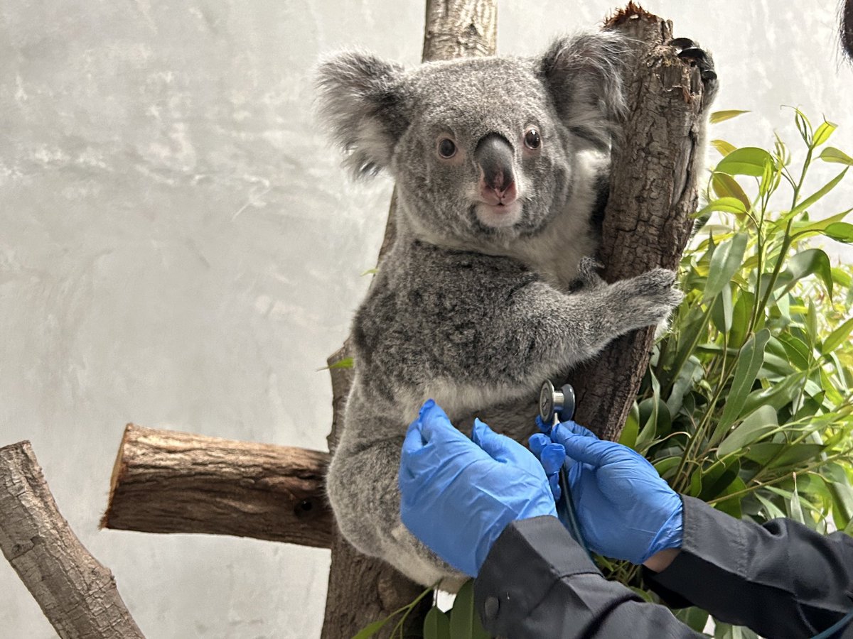 淡路ファームパーク イングランドの丘【公式】 tweet media