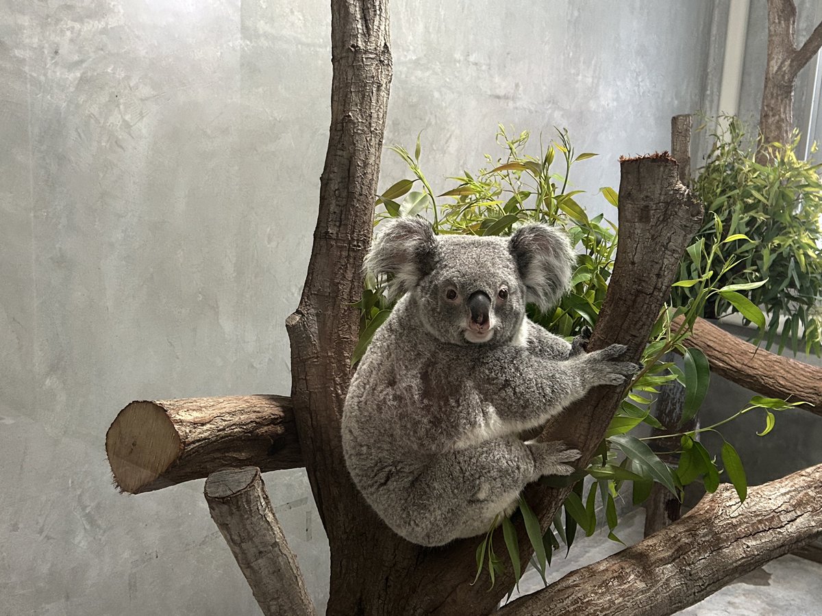 淡路ファームパーク イングランドの丘【公式】 tweet media