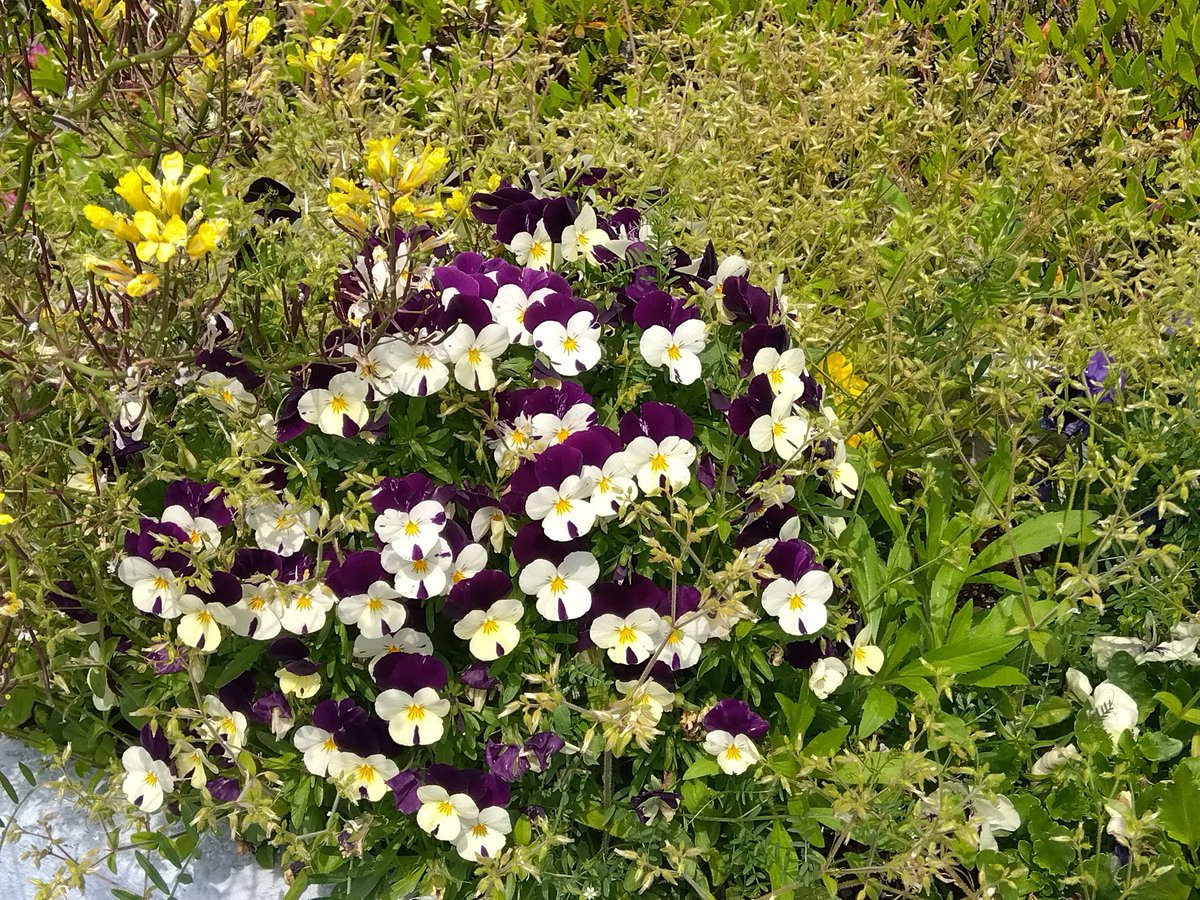 ４月２２日(水)☁　
循環器、整形、内分泌の診察
終わり帰宅🏡
ゆうべ娘宅から帰り、
今朝は全身筋肉痛で起き上がれず😅
一瞬、今日の診察は行けないかも…とよぎるも
なんとか掴まりながら、
身支度。　

今日の体調で３つの科の検査と
診察を終えれた事に感謝したい✨✨