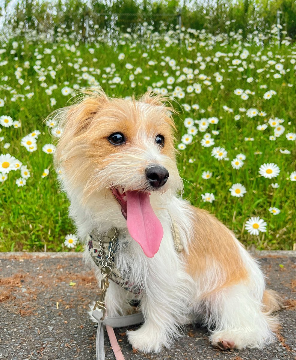 マーガレットが綺麗な季節になりまして🐶🐶