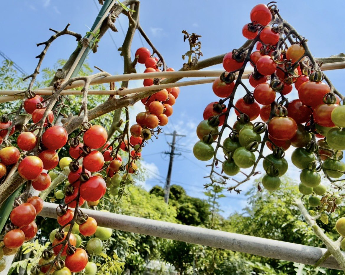 影虎@菜園盆栽日記🌱 tweet media