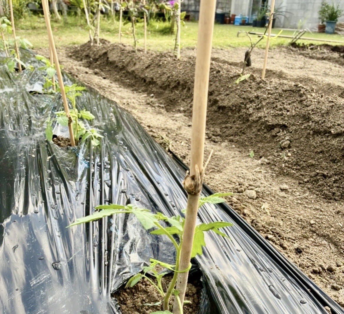 影虎@菜園盆栽日記🌱 tweet media