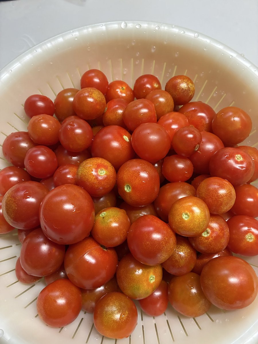 影虎@菜園盆栽日記🌱 tweet media