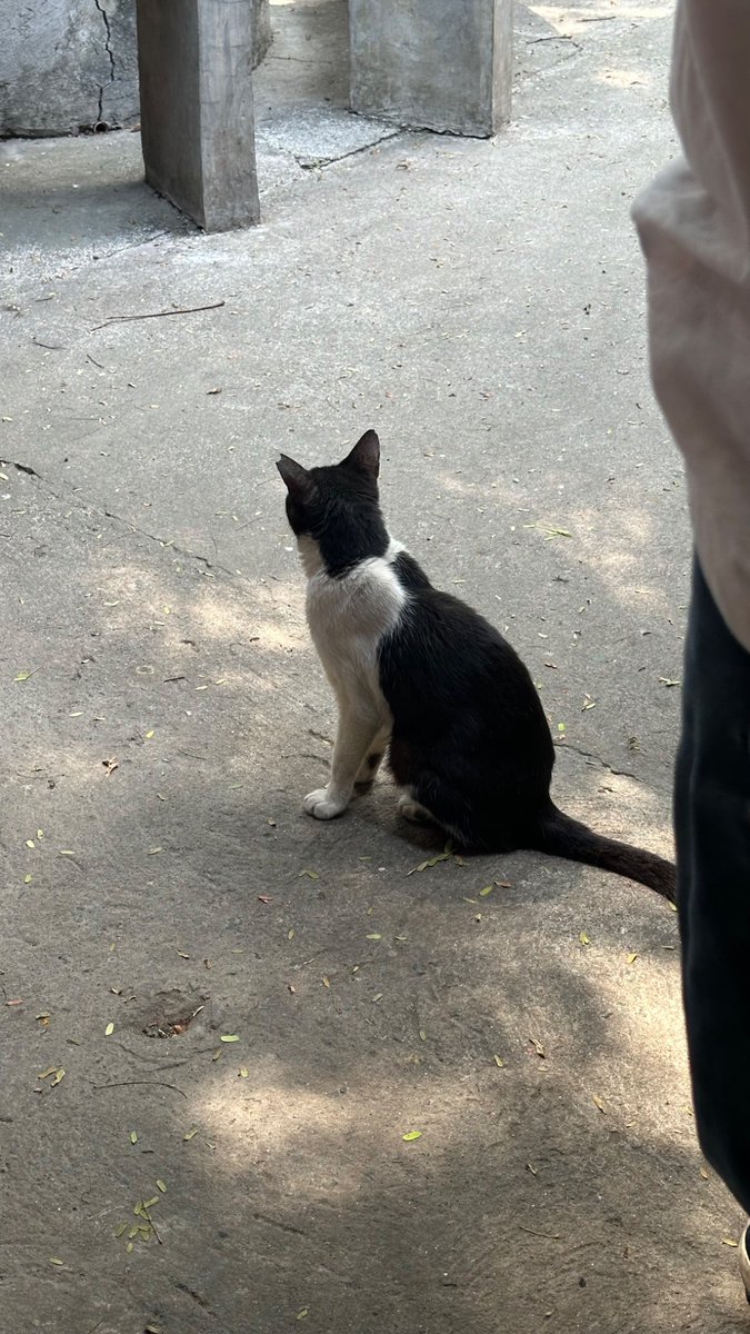 Nainggit ako sa bochog cat pics ni Ate <a href="/jeannescorner/">jeanne 💫</a> kaya ako rin 😆🫶🏼 (mga posang tinalikuran ako 🐱)