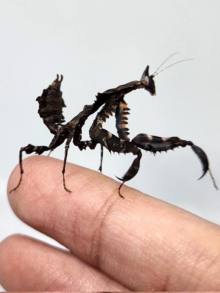 虫好きモロ【カマキリ愛好家】 tweet media