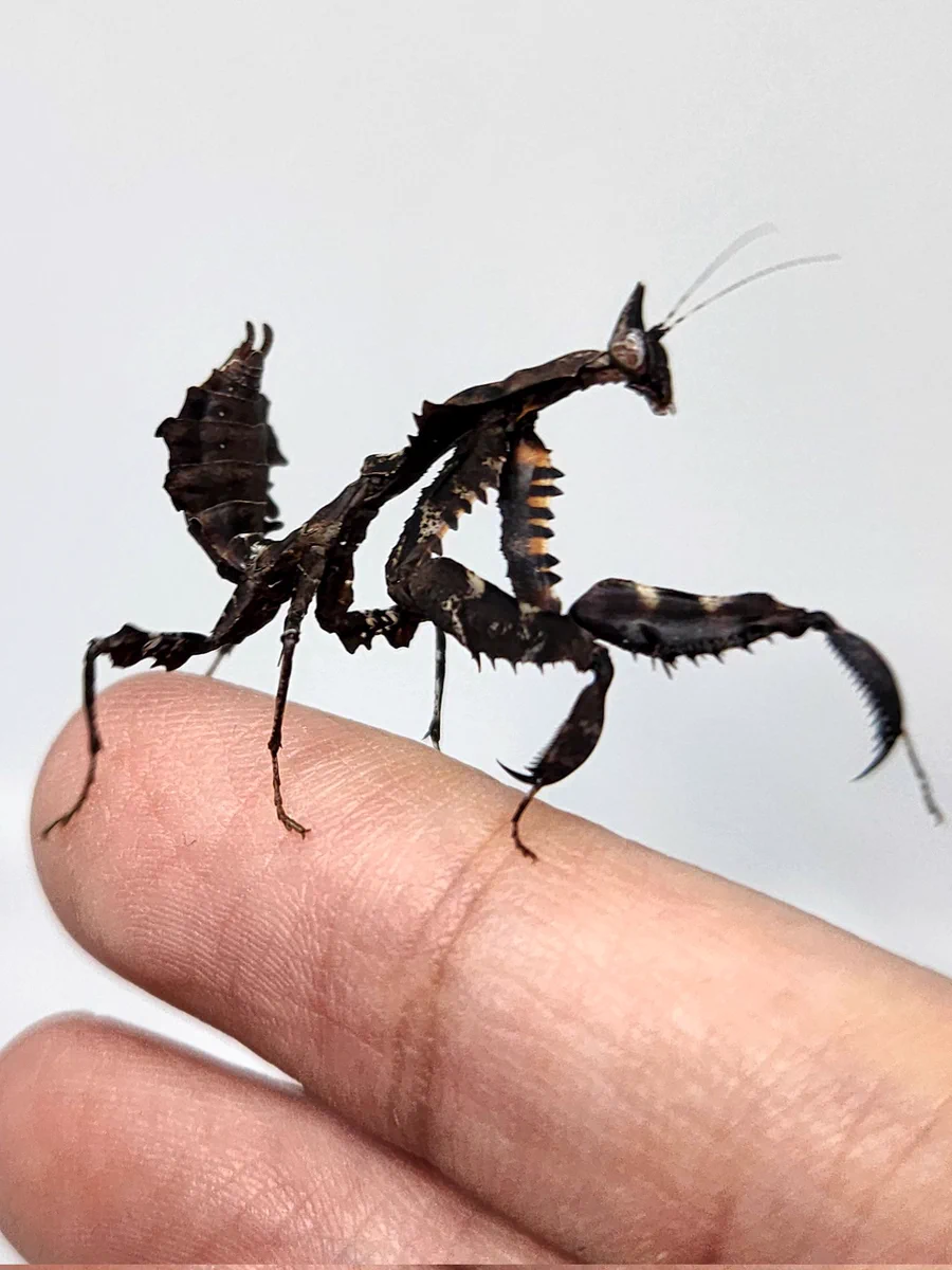 虫好きモロ【カマキリ愛好家】 on X: 