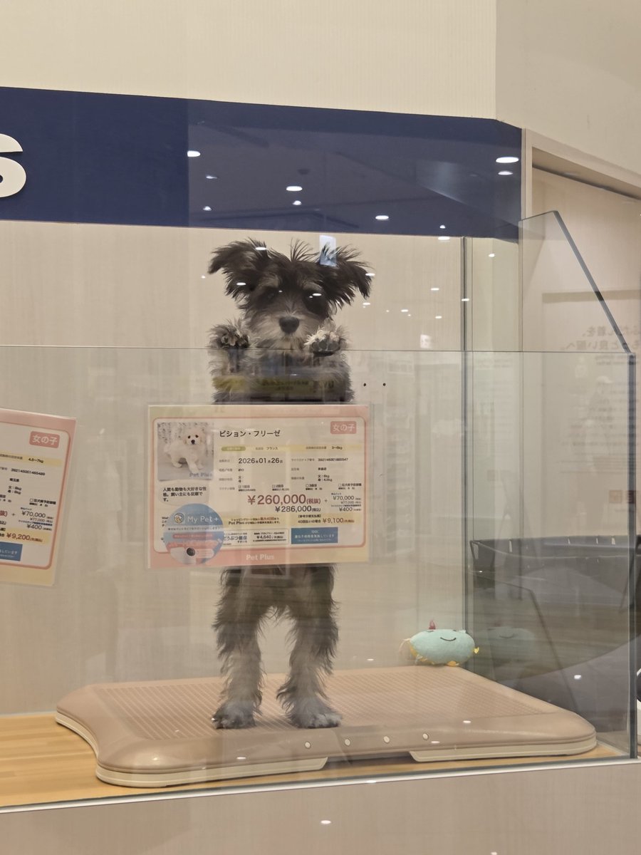 パンタグラフ tweet media