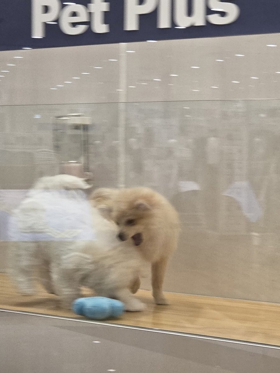 パンタグラフ tweet media