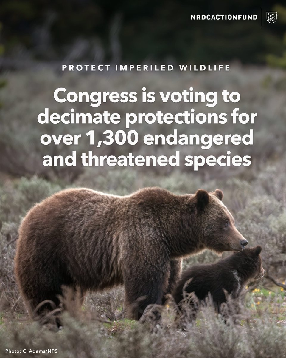 For over 50 years, the Endangered Species Act (ESA) has been a safety net for imperiled wildlife, preventing the extinction of 99% of listed species. Now, lawmakers in Congress are set to vote on the ESA Amendments Act, a bill that guts protections for wildlife and puts