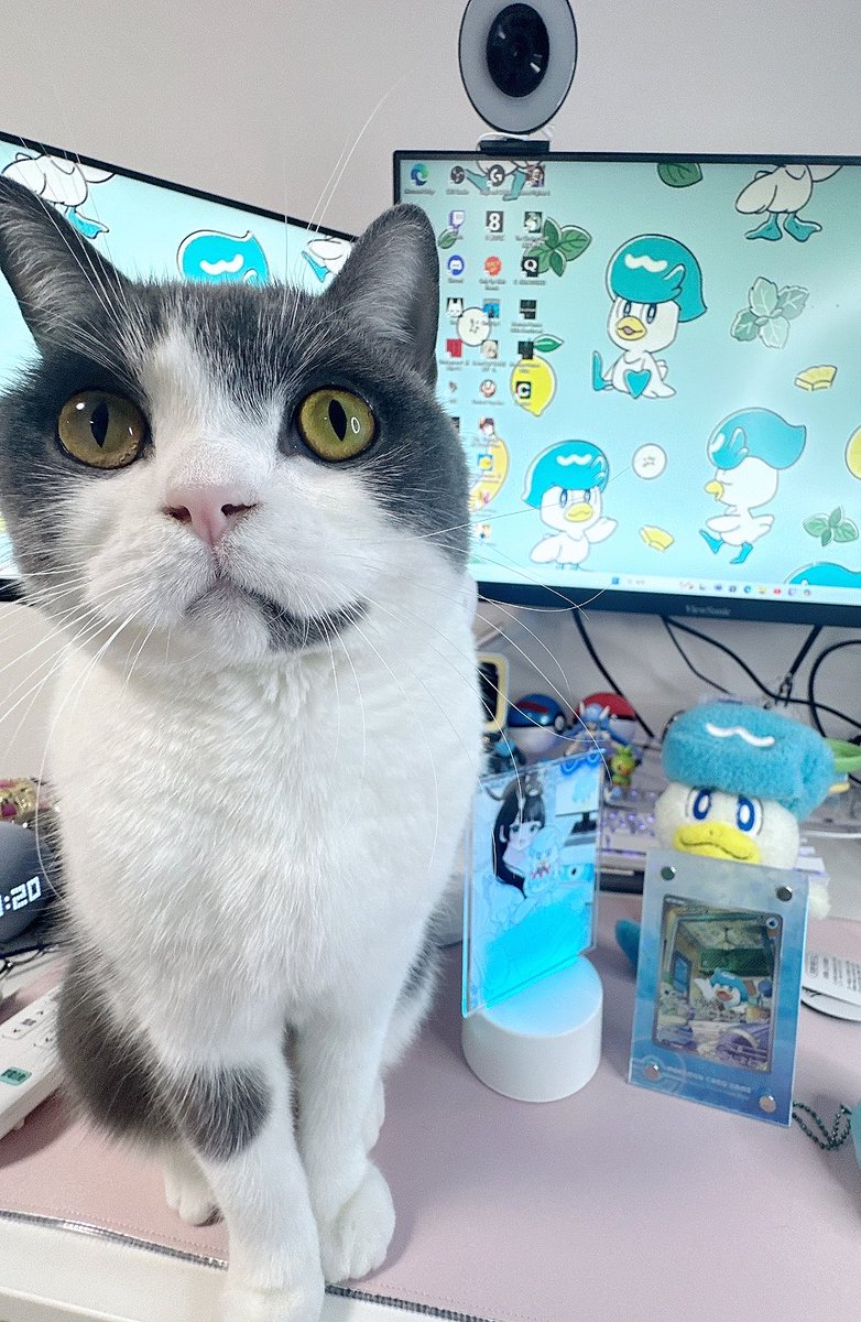 すみねこ ドリームトミカ SP すみっコぐらし ねこ : ミニカーショップケン