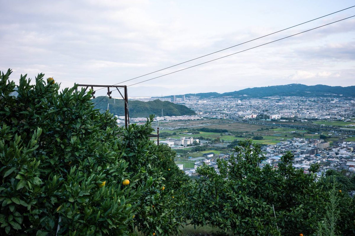 阪口せりな | 静岡暮らし🍊 tweet media