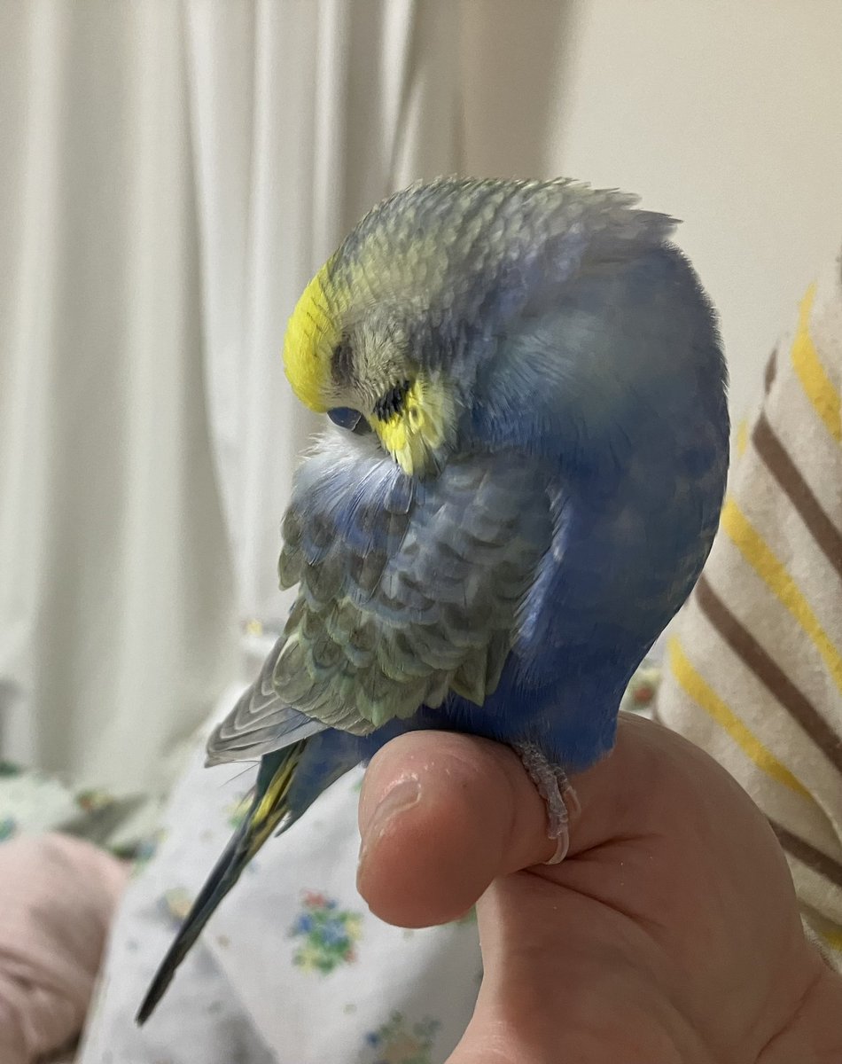 ふーちゃんとすーちゃんの顔黄色いチャンネル tweet media