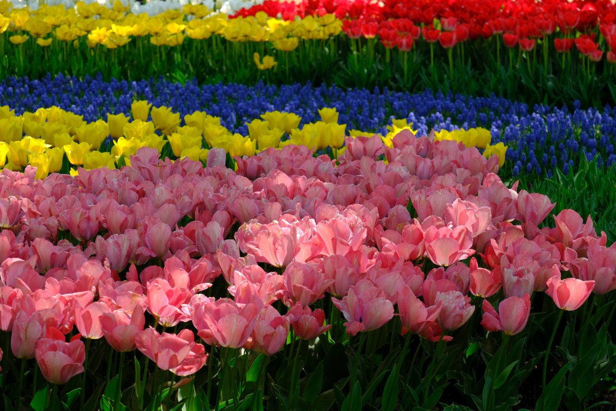 ぷくぷくタッケー tweet media