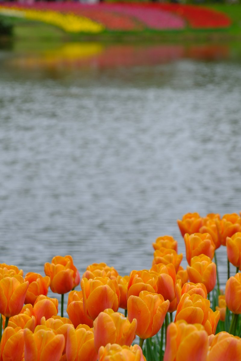 ぷくぷくタッケー tweet media