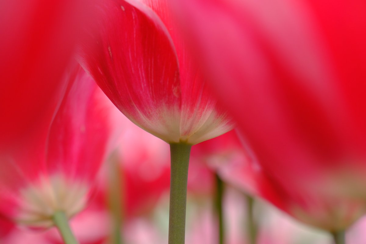 ぷくぷくタッケー tweet media