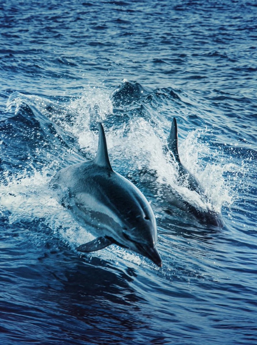 Mexico has officially banned dolphin shows and is beginning the process of releasing captive dolphins back into more natural environments.

Many will be relocated to ocean sanctuaries and protected coastal areas—giving them a safer, more natural life beyond confinement.

A