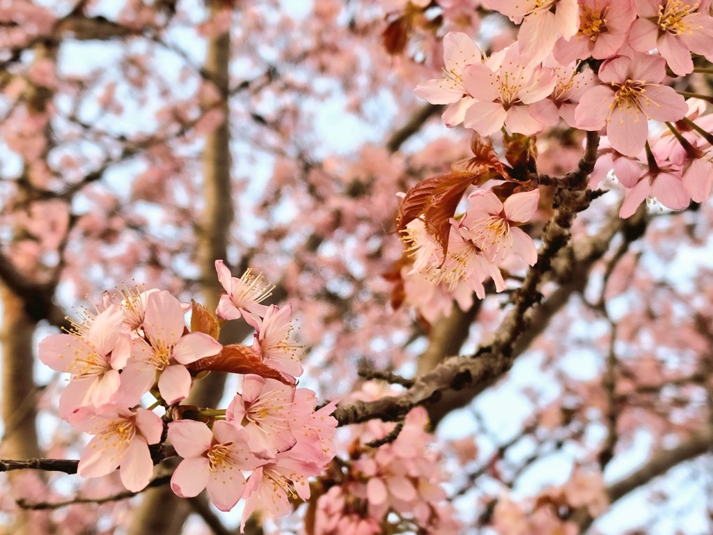 月花 tweet media