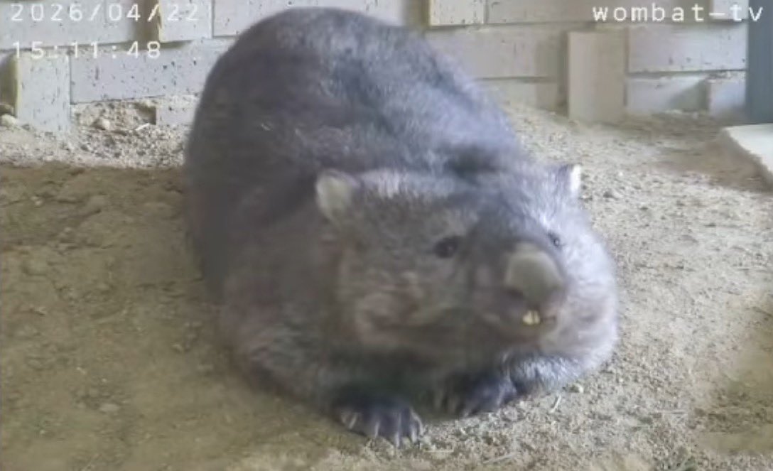 wom_8_womchan's tweet photo. あざとフクチャン①
#五月山動物園ウォンバット #フクちゃん #wombat #wombattv #五月山動物園 #ウォンバットてれび #ウォンバットテレビ #satsukiyamadayzoo #dayzoo https://t.co/Zj6ygRitcB