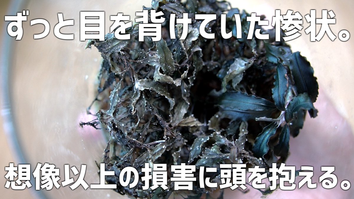 たそがれアクア tweet media