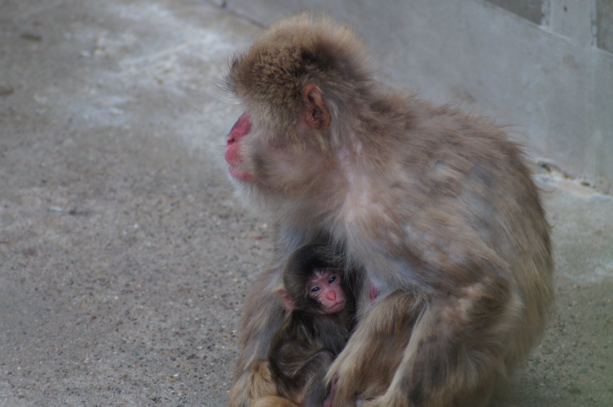 市川市動植物園（公式） tweet media