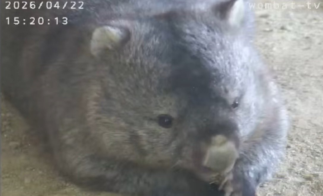 wom_8_womchan's tweet photo. あざとフクチャン②
#五月山動物園ウォンバット #フクちゃん #wombat #wombattv #五月山動物園 #ウォンバットてれび #ウォンバットテレビ #satsukiyamadayzoo #dayzoo https://t.co/btwEnfIVfm
