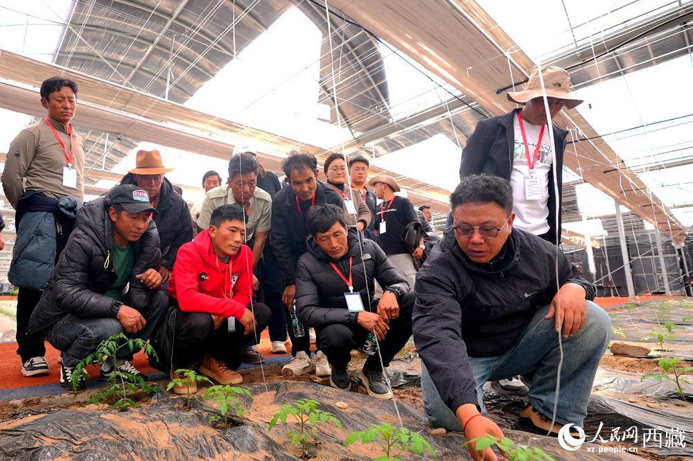 TibetNews11's tweet image. "Lezioni di #scienza e #tecnologia" nelle serre di Highland