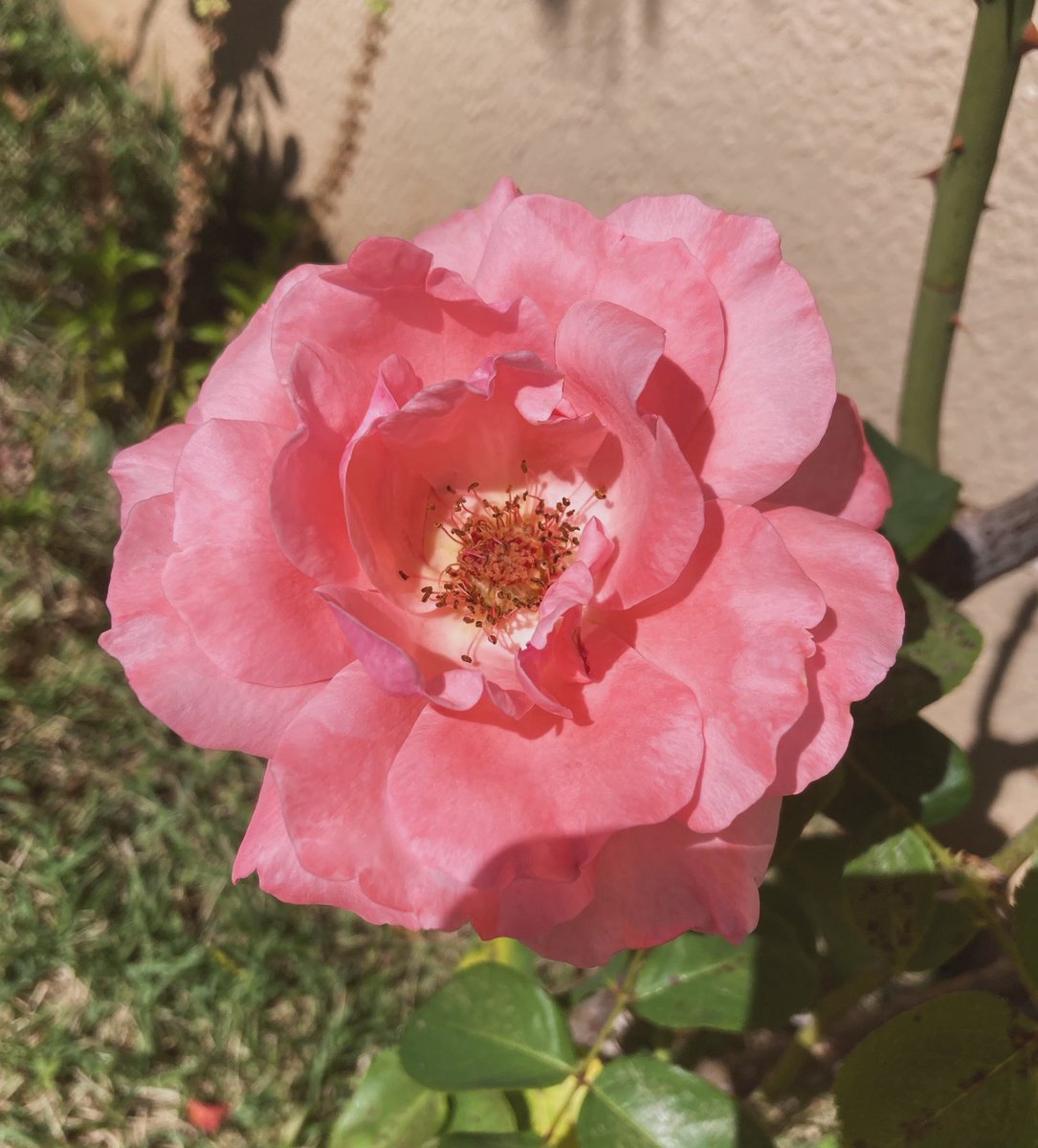 rafaelporcari's tweet image. 🌺 Fim de #cooper!
Suado, cansado e feliz, alongando e curtindo a beleza da #natureza.
Hoje, com essas delicadas #plantas: #rosas.
🏁 🙆‍♂️ 
#corrida #treino #flor #flower #flowers #pétalas #pétala #jardim #jardinagem #flores #garden #flora #run #running #esporte #alongamento