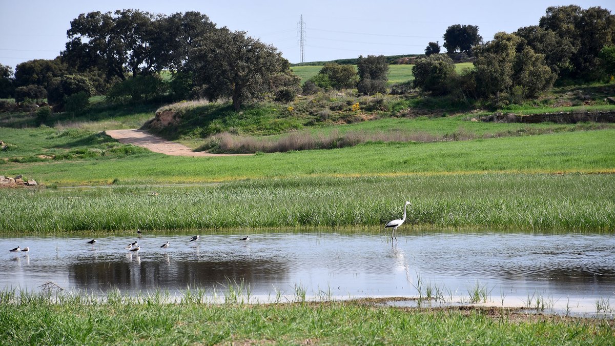 Som Segarra tweet media