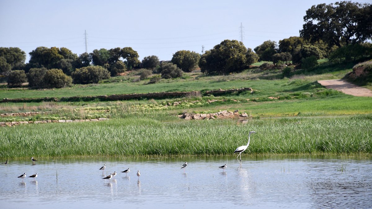 Som Segarra tweet media