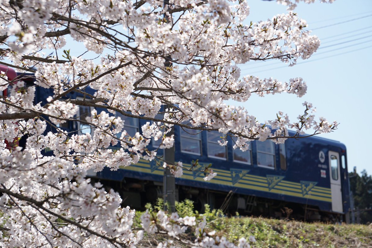 Akita Inu Tourism(秋田犬ツーリズム) tweet media