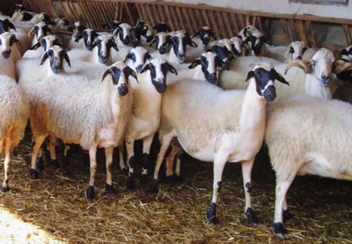 tassellsfarmltd's tweet image. 🤣Ever wondered why African elders often refused to touch mutton before a big negotiation like dowery of any resolution? 🐑🚫
#AfricanTradition #AncientWisdom #BioHacking #FoodScience #NegotiationSkills #MuttonFacts